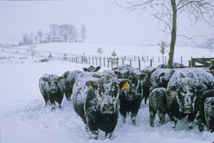 Kveg, Fauquier County, Virginia, vinter, snø, 2006 (bilde) av Kenneth Garrett