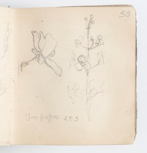Skissebokside: Sketch of Flower av Kenyon Cox