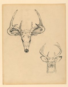 Studie av hjorthode av Kenyon Cox