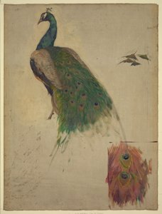 Vitenskapene, studie for påfugl i tympanon, sørvestgalleri, dekorasjon for Library of Congress Abstrakt/medium av Kenyon Cox