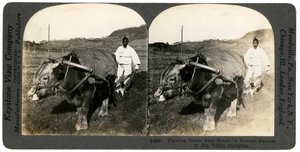 Jordbruk nær Seoul, Sør-Korea, 1900-tallet. av Keystone View Company
