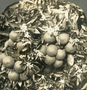 Appelsinblomster og modne appelsiner som vokser på samme tre, California, c1900. av Keystone View Company