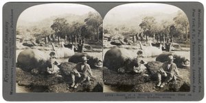 Resultat av en morgens flodhestjakt på Mlembo-elven, Rhodesia, Afrika, 1910 av Keystone View Company