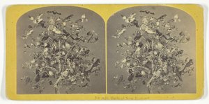 Birds of New England, 185575. Skapere: Kilburn Brothers, BW Kilburn.