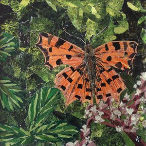 Flutter - Kommasommerfugl på Japonica