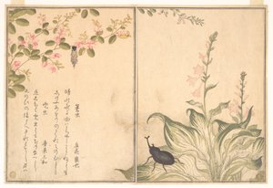  av Kitagawa Utamaro