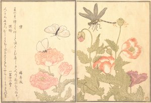 Butterfly Cho, Dragonfly Kagero eller Tonbo, 1788. av Kitagawa Utamaro