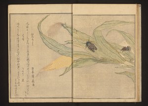 Sikader og edderkopp på mais av Kitagawa Utamaro