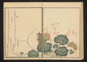 Meitemark og svart cricket på krypende saxifrage av Kitagawa Utamaro