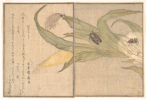  av Kitagawa Utamaro