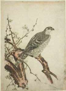 Hawk på en plommegren av Kitagawa Utamaro