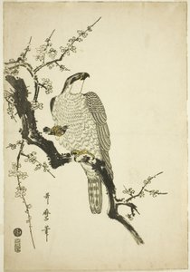 Hawk på en plommegren av Kitagawa Utamaro