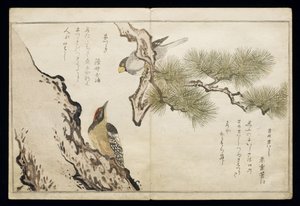 P.332-1946 Vol.1 f.3 Hawfinch and a Woodpecker, fra et album 'Birds added in Humorous Songs', 1791 (treblokktrykk i farger) av Kitagawa Utamaro