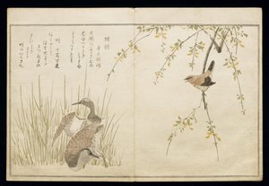 P.332-1946 Vol.1 f.5 Wren and a par Snipe, fra et album 'Birds added in Humorous Songs', 1791 (treblokktrykk i farger) av Kitagawa Utamaro