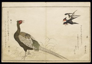 P.332-1946 Vol.1 f.6 Pair of Chimney Swallows and a Green Pheasant, fra et album 