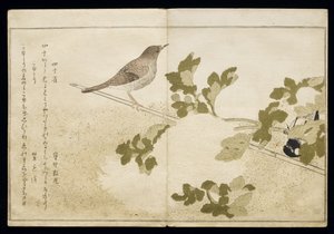 P.332-1946 Vol. 2 f.2 Manchurian Great Tit and a Robin, fra et album 