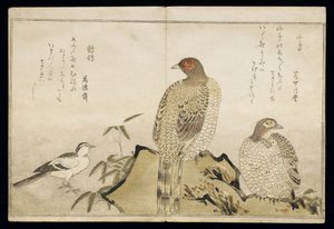 S.332-1946 Vol.2 f.3 Two Copper Pheasants and a Wagtail, fra et album 