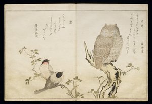 P.332-1946 Vol.2 f.4 An Owl and two Eastern Bullfinches, fra et album 