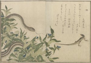 Snake and Lizard, 1788 (treblokktrykk i farger) av Kitagawa Utamaro