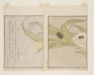 Edderkopp (Kumo) og Evening Cicada (Higurashi) (farget treblokktrykk) av Kitagawa Utamaro