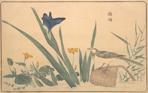 The Pied Viptail, 1789. av Kitao Masayoshi