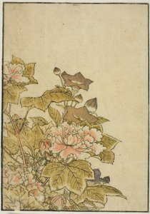 Autumn Flowers: Peonies and Bellflowers, fra boken "Mirror of Beautiful Women of the Pleasure Quarters (Seiro bijin awase sugata kagami)," vol. ２ av Kitao Shigemasa