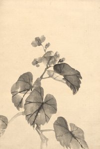 Gren av Begonia i blomst.