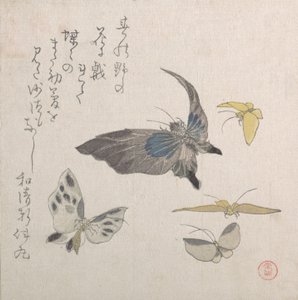 Sommerfugler, 1800-tallet. av Kubo Shunman