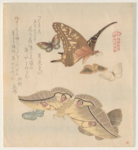 Sommerfugler og møll, fra serien A Flock of Butterflies (Gunch? Gafu) av Kubo Shunman