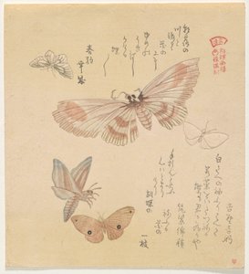Sommerfugler og møll, fra serien A Flock of Butterflies (Gunch? Gafu) av Kubo Shunman