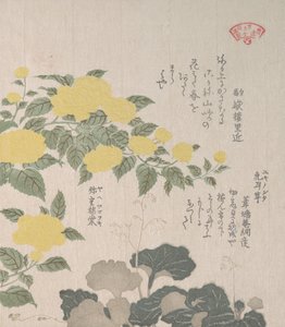 Korkor eller gul rose og krypende saxifrage, 1800-tallet. av Kubo Shunman