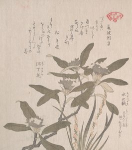 Daphne Odora og Mojisuri-so, 1800-tallet. av Kubo Shunman