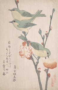 Japanske hvite øyne på en gren av ferskentre,..., ca. 1805-10.