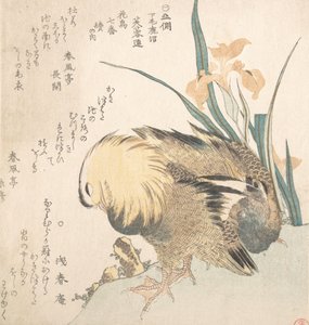Par mandarinender og irisblomster, sent på 1700-tallet - begynnelsen av 1800-tallet. av Kubo Shunman
