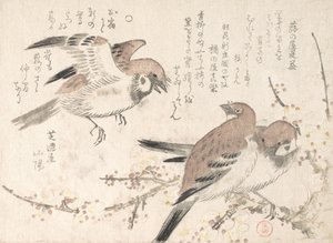 Sparrows and Plomme Blossoms, 1800-tallet. av Kubo Shunman