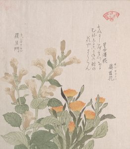 The Common Marigold and The Rajoman Flowers, 1800-tallet. av Kubo Shunman