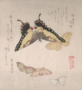 Ulike møll og sommerfugler, 1800-tallet. av Kubo Shunman