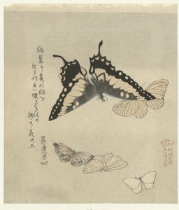 Fem sommerfugler En serie trykk med sommerfugler for Kasumi Poetry Society (serietittel) Kasumiren gunchô gafu (serietittel på objekt) av Kubota Shunman