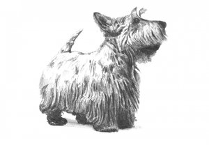  av Kulik