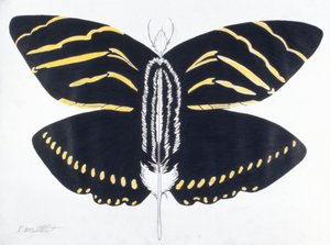  av Kurtis L. Miller
