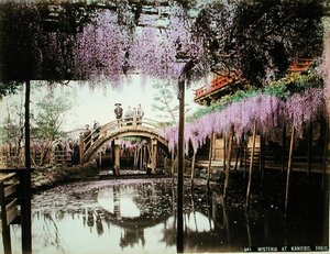 Wisteria i Kameido, Tokyo (håndfarget albumtrykk på kort) av Kusakabe (attr. to) Kimbei