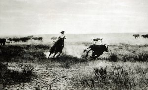 Cowboy på hesteryggen som lasser en kalv (bw-bilde)