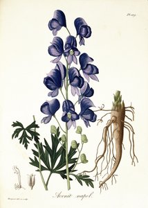 Aconitum Napellus fra 