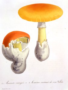 Amanita Caesarea fra 