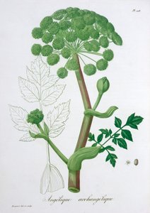 Angelica Archangelica Garden Angelica, 1821 av LFJ Hoquart