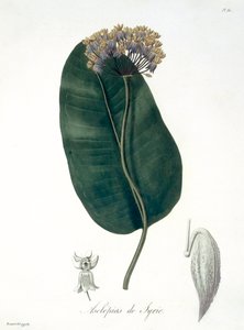 Asclepias Syriaca fra 