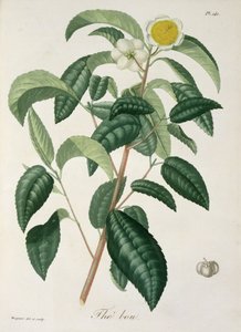 Camellia Thea fra 'Phytographie Medicale' av Joseph Roques (1772-1850), utgitt i 1821