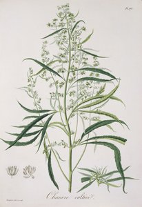 Cannabis Sativa fra 
