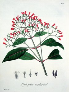 Cinchona fra 