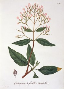 Cinchona fra 'Phytographie Medicale' av Joseph Roques (1772-1850), utgitt i 1821